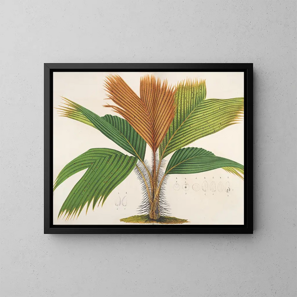 Phnicophorium des Seychelles - Charles Antoine Lemaire — gerahmtes Bild an der Wand