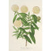 Reproduktion des Gemäldes Pimelea elegans - Charles Antoine Lemaire