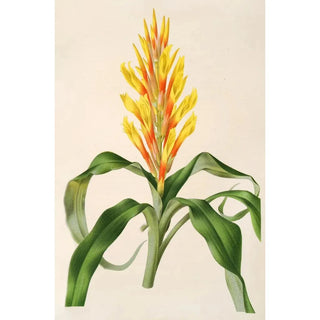 Charles Antoine Lemaire - Pitcairnia Andreana.webp