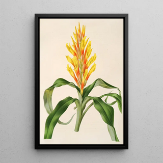 Charles Antoine Lemaire - Pitcairnia Andreana.webp