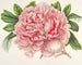 Alexander-II-Peony-Gemälde - Charles Antoine Lemaire — Ansicht des Kunstwerks