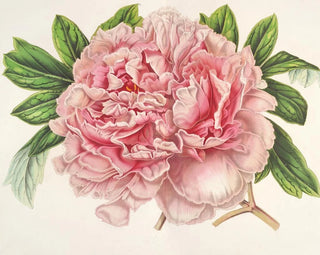 Alexander-II-Peony-Gemälde - Charles Antoine Lemaire — Ansicht des Kunstwerks
