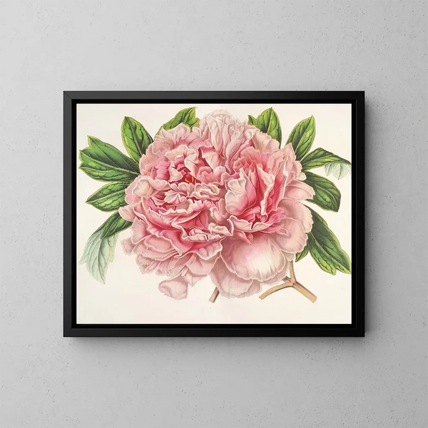Alexander-II-Peony-Gemälde - Charles Antoine Lemaire — gerahmtes Bild an der Wand