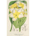 Plumeria lutea - Charles Antoine Lemaire — Ansicht des Kunstwerks