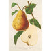 Birne mit Butter Spae - Charles Antoine Lemaire — Ansicht des Kunstwerks