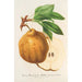 Reproduktion des Gemäldes Birne in Butter von Ghlin - Charles Antoine Lemaire
