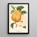Birne in Butterteig von Fromentel - Charles Antoine Lemaire — gerahmtes Bild an der Wand