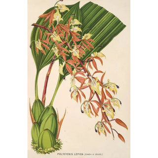 Charles Antoine Lemaire - Polycycnis lepida.webp