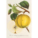 Apfel Calville Garibaldi - Charles Antoine Lemaire — Ansicht des Kunstwerks