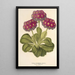 Reproduktion des Gemäldes Primula intermedia hybrida - Charles Antoine Lemaire