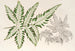 Pteris argyrea - Charles Antoine Lemaire — Ansicht des Kunstwerks