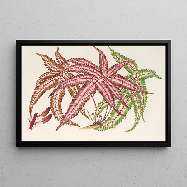Charles Antoine Lemaire - Pteris aspericaulis var tricolor.webp