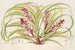 Reineckea carnea fol varieg - Charles Antoine Lemaire — Ansicht des Kunstwerks
