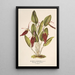 Reproduktion des Gemäldes Restrepia antennifera - Charles Antoine Lemaire