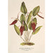 Reproduktion des Gemäldes Restrepia antennifera - Charles Antoine Lemaire