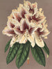 Rhododendron Archiduc Albert hybride - Charles Antoine Lemaire — Ansicht des Kunstwerks