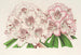 Rhododendron Bijou de Gand hybride - Charles Antoine Lemaire — Ansicht des Kunstwerks
