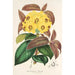Rhododendron Boothii - Charles Antoine Lemaire — Ansicht des Kunstwerks