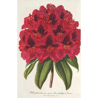 Charles Antoine Lemaire - Rhododendrum Duc Adolphe de Nassau.webp