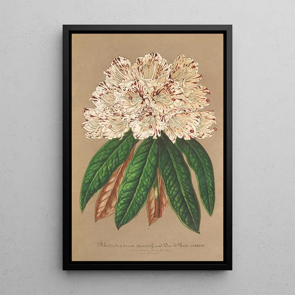 Charles Antoine Lemaire - Rhododendrum Grand Duc de Bade.webp