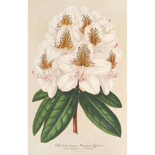 Charles Antoine Lemaire - Rhododendrum Minnie.webp