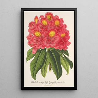 Charles Antoine Lemaire - Rhododendrum Souvenir de Jean Byls.webp