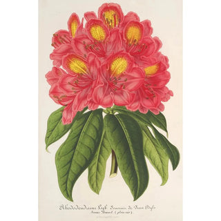 Charles Antoine Lemaire - Rhododendrum Souvenir de Jean Byls.webp