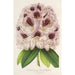 Rhododendron Verschaffeltii - Charles Antoine Lemaire — Ansicht des Kunstwerks
