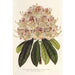Rhododendron marginatopunctatum hybride - Charles Antoine Lemaire — Ansicht des Kunstwerks