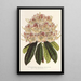 Rhododendron marginatopunctatum hybride - Charles Antoine Lemaire — gerahmtes Bild an der Wand