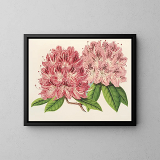 Rhododendron omniguttatum hybride - Charles Antoine Lemaire — gerahmtes Bild an der Wand
