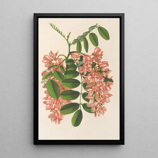 Charles Antoine Lemaire - Robinia pseudacacia v Decaisneana.webp
