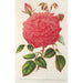 Reproduktion des Gemäldes Rose Île Bourbon var. Souvenir de la Malmaison à fleurs roses - Charles Antoine Lemaire