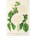 Rose Impératrice Eugénie - Charles Antoine Lemaire — Ansicht des Kunstwerks