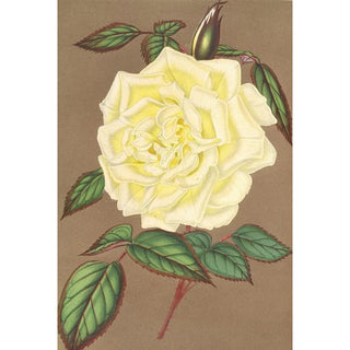 Charles Antoine Lemaire - Rose Th Isabelle Sprunt.webp