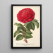 Rose Hybride Remontant Monsieur Journeaux - Charles Antoine Lemaire — gerahmtes Bild an der Wand