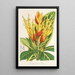 Sanchezia nobilis - Charles Antoine Lemaire — gerahmtes Bild an der Wand