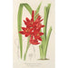 Schizostylis coccinea W. H. Harvey - Charles Antoine Lemaire — Ansicht des Kunstwerks