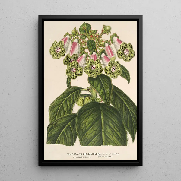 Charles Antoine Lemaire - Sciadocalyx digitaliflora.webp