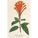Scutellaria Mociniana - Charles Antoine Lemaire — Ansicht des Kunstwerks