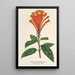Scutellaria Mociniana - Charles Antoine Lemaire — gerahmtes Bild an der Wand