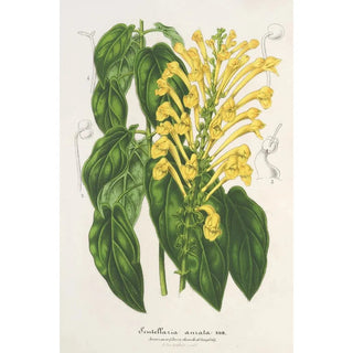Charles Antoine Lemaire - Scutellaria aurata.webp