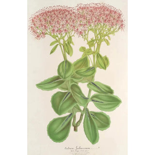 Charles Antoine Lemaire - Sedum fabarium.webp