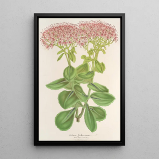 Charles Antoine Lemaire - Sedum fabarium.webp