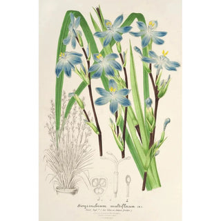 Charles Antoine Lemaire - Sisyrichium multiflorum.webp
