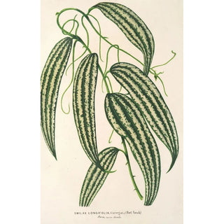 Charles Antoine Lemaire - Smilax longifolia fol variegata.webp