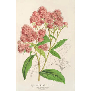Charles Antoine Lemaire - Spira Nobleana.webp