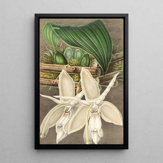 Charles Antoine Lemaire - Stanhopea eburnea var spectabilis.webp