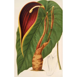 Charles Antoine Lemaire - Steudnera colocasifolia.webp