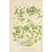 Thalictrum anemonoides - Charles Antoine Lemaire — Ansicht des Kunstwerks